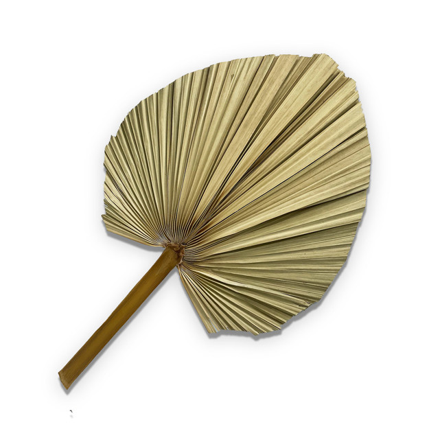 Imagen de HOJA de Palma Decorativa