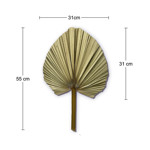Imagen de HOJA de Palma Decorativa