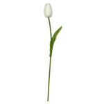 Imagen de RAMO 9 Tulipanes Blancos