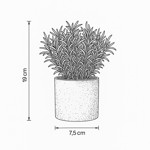 Imagen de MACETA con Suculentas de Brotes