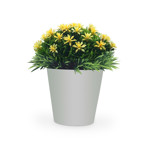 Imagen de MACETA con Flores Jasmin Arabe