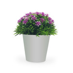 Imagen de MACETA con Flores Jasmin Arabe