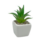 Imagen de MACETA Mini Cactus 4cm*4cm/7cm H