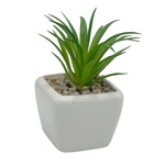 Imagen de MACETA Mini Cactus 4cm*4cm/7cm H