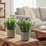 Imagen de MACETA con Suculentas de Flores